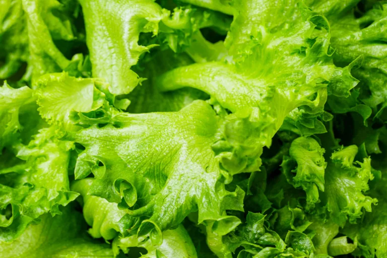 Greengrower Lettuce shoot